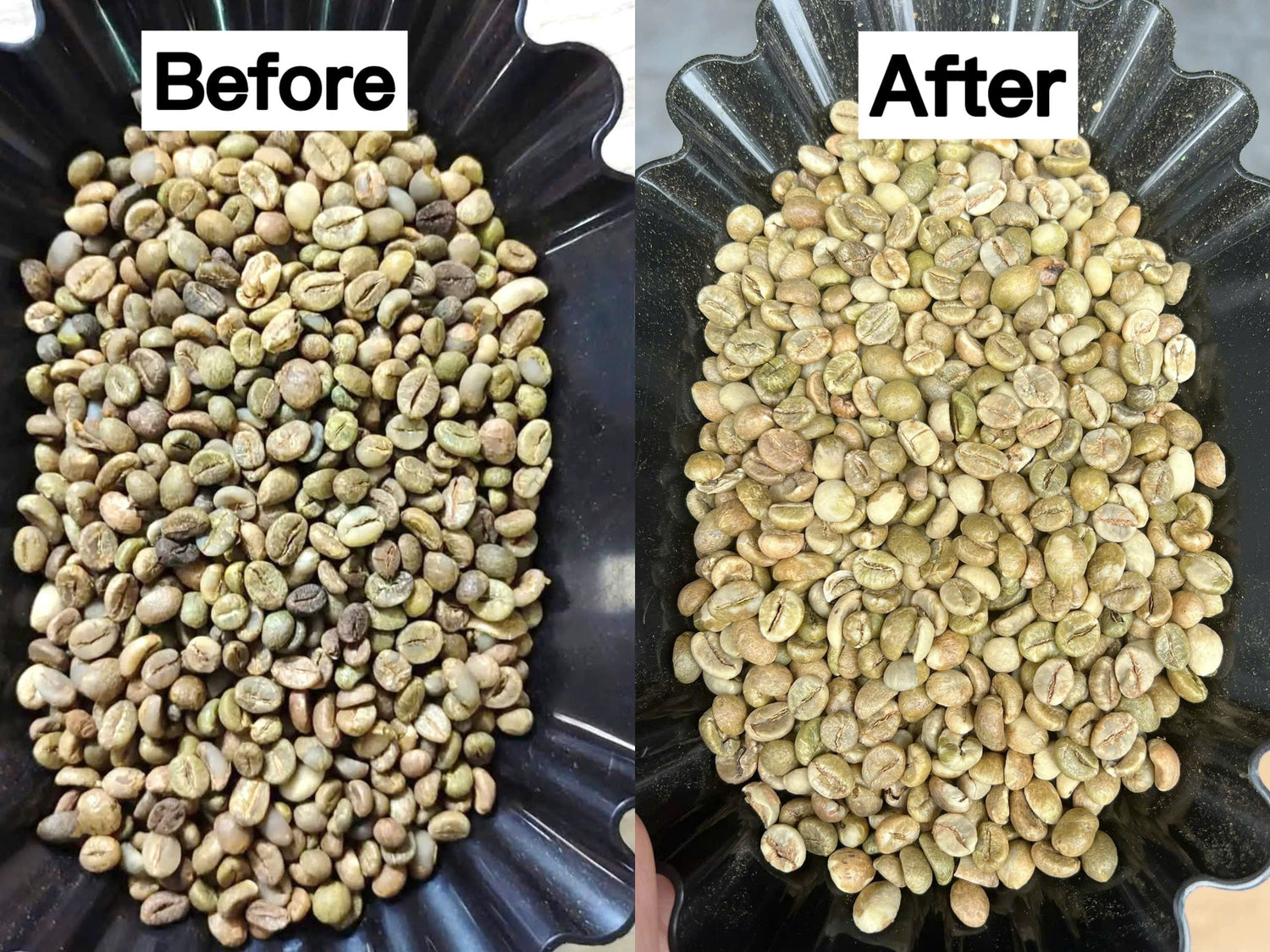 EXPLORING DE-STONING AND COLOR SORTING TECHNOLOGIES IN MISSTRANG COFFEE’S PRODUCTION PROCESS
