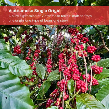 Ripe red coffee cherries on coffee plant branches in a Vietnamese coffee farm.