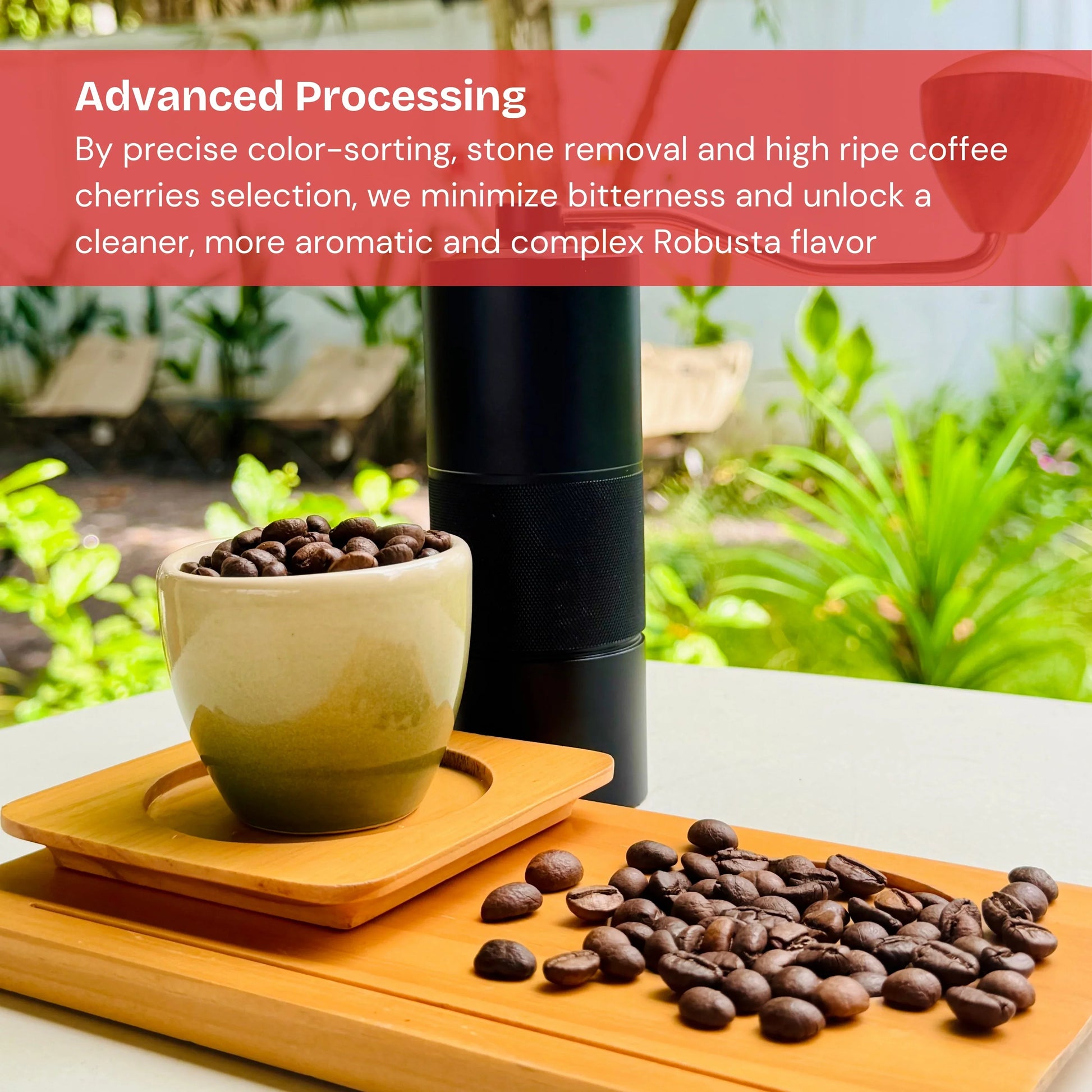 Fresh roasted coffee beans in ceramic cup and on tray with coffee grinder, outdoor garden setting